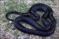 Black whip snake - Dolichophis Jugularis