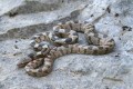 Cyprus Cat snake - Telescopus Fallax