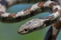 Cyprus Cat snake - Telescopus Fallax