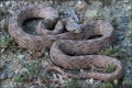 Cyprus Cat snake - Telescopus Fallax