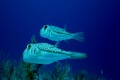 puffer fish cyprus